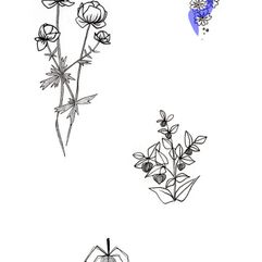 page-plantes-02
