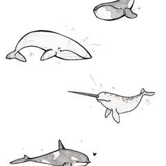 page-baleines-02