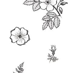 page-plantes-03