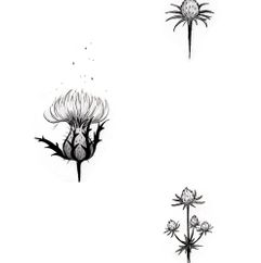 page-plantes-04