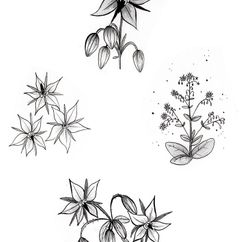 page-plantes-05